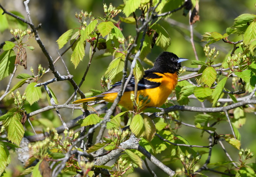 Birds by Name